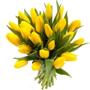 Žluté tulipány (kus)